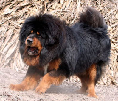 names of dog breeds and pictures. Tibetan Dog Breeds Tibetan dog